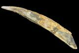 Large, Cretaceous Shark (Hybodus) Dorsal Spine - Morocco #93933-1